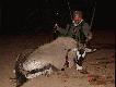 Oryx -krowa