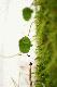 Oxalis acetosella. We nie.
