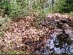 zrzut/y
Na pocz�tek pierwszy zrzut z tego roku. Mo�e jeszcze co� si� znajdzie....