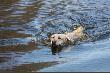 M�j towarzysz...
M�j wierny towarzysz...