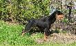 DORA ( import Rosja )
W wieku 8-miu miesi�cy zrobila w Rosji konkurs na lisie . Start zako�czy� sie chwytem za pysk i dyplomem II-go stopnia.
Wi�cej zdj�� i wynik�w na :

http://lajki.pl/teksty,main,0,1,dora,63.html