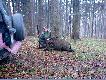 dziki
Pierwszy w sezonie.
Strzelony z geco 7x57R nie da� �adnej farby. Pies znalaz� go ok.500 m od miejsca strza�u.