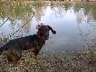 M�j jamnior- nowe fotki
Cwaniak Only Boar- 8 miesi�cy