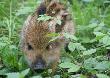 Dzicze niemowle...
Dzisiaj na spacerze...z Kam� na jednej ze swoich scie�ek lesnych  w trawach, Kama wyw�szy�a  ma�ego dziczka...by� sam..chrz�ka� ze strachu...ale nie ucieka� kiedy bra�em go na r�ce,troch� kwicza� ...ale po  kilku minutach pod pazuch� ucich� i spa� w najlepsze...
ju� po niego jad�....b�dzie u kolegi w zagrodzie przy lesie...