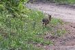 Lepus europeus  , czyli  polski kangur  w penym biegu , ostatnio mao mnie nie rozdeptuj  , i te mode i te  starsze