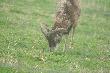 Czechy
W drodze do Jvornika -Czechy...hodowla  muflon�w..kilka owiec i tryk...