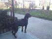 Kopovy
W tej galerii zamie�ci�em kilka aktualnych zdj�� moich ps�w.