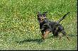 Go�czy Polski - EKSTER z Huculskiej ��ki