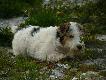 m�j pies Borys
