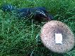 efekty spaceru 
znalezione podczas spaceru po �owisku - kania - �rednica ponad 36 cm - kolacja dla ca�ej rodziny