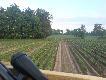 Dy�ury dzicze

