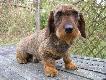 ARO Bukowa Ostoja
Jamnik szorstkow�osy ARO Bukowa Ostoja

Osi�gni�cia wystawowe:
CHAMPION POLSKI, Res.CACIB, BOG III, 2xBOB, 4xZw./NDPwR, 4xCWC/CAC

Osi�gni�cia u�ytkowe:
- Pr�by Pracy Dzikarzy Biskupin 2008 - dyplom I stp. lokata 1/25
- Pr�by Pracy Norowc�w Biskupin 2008 - dyplom I stp. lokata 1/11
- Najlepszy dzikarz z grupy IV FCI na Mi�dzynarodowym Konkursie Pracy Dzikarzy z klasyfikacj� dru�ynow� w Manowie 2008
- Regionalny Konkurs Pracy Norowc�w Biskupin 2008 - lokata 2/14
- Mi�dzynarodowy Konkurs Jamnik�w Wszechstronnych Biskupin 2008 (dzik, farba, nora) - lokata 2/6
- Najlepszy jamnik Ko�a �owieckiego nr 122 "Diana" w Rogowie na Regionalnym Konkursie Norowc�w w Rogowie
- Biesiada Norowc�w Grudzi�dz 2010:
I przej�cie: wygnanie 1,52 min.
II przej�cie: oszczekiwacz (3 min.)
- Regionalny Konkurs Pracy Dzikarzy Goraj 2010 - dyplom II stp.
- Biesiada Norowc�w Krotoszyn 2010:
I przej�cie: oszczekiwacz (3 min.)
II przej�cie: oszczekiwacz (3 min.)
- Mi�dzynarodowy Konkurs Pracy Dzikarzy z klasyfikacj� dru�ynow� Manowo 2010 - dyplom I stp. Najlepszy pies w r�kach le�nika, Dru�ynowo PZ� Bydgoszcz lokata 1/9
- Mi�dzynarodowy Konkurs Norowania Galanta 2010 na S�owacji - Ic. IIc.
- Mi�dzynarodowy Konkurs Jamnik�w Wszechstronnych Biskupin 2010 (dzik, farba, nora) - dypl. II stp. lokata 2/11
- Biesiada Norowc�w Krotoszyn 2011:
I przej�cie: oszczekiwacz (3 min.)
II przej�cie: oszczekiwacz (3 min.)
- Mi�dzynarodowy Konkurs Pracy Dzikarzy Manowo 2011 - dyplom I stp. Najlepszy pies z IV gr. FCI, Najlepszy pies w r�kach le�nika