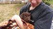 kaja
Po    odejsciu      mojej    wy�licy    do     krainy     wiecznych    �ow�w,    trudno            by�o     si�     nam   zdecydowa�       na      kupno     nast�pnego    psa.     Decyzja       kupna     zosta�a      podj�ta     dopiero    po   2  latach.
Pies    z    przeznaczeniem    g��wnie    na    pi�ro,   g�s ,   kaczka.

Oto   i   ona;   Labrador    Retriever,   Kaya.