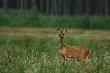 Co jest malestwo? ;)