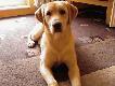  Scooby :)))
Szukam domu dla 8 miesiecznego labradora, biszkopt. Pies zywiolowy, do ulozenia. Chce, aby pies pracowal, a nie nudzil sie na kanapie i sie marnowal.
Pzdr :)))
IzaT.
