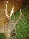 koz�y 2010
Wybrane ciekawsze rogacze z sezonu 2010