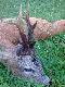 Te� z rui 6 lat �smak nieregularny