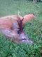�smak czy my�kus... jak zwa� tak zwa� wa�ne �e �w. Hubert pozwoli�