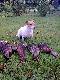 Jack Russell Terrier
Ma�y pies z wielka pasj� . Trzy zapisane na jej konto.