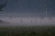 Jele� jaki jest ka�dy widzi.
Przygotowania do rykowiska. Tak�e tu: http://www.youtube.com/watch?v=5r5E5UbBAAQ
