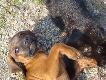 Jak pies z kotem :)
Drop mimo swojego m�odego wieku ju� wie do czego s�u�y kot:) Do wy�ywania si� :)