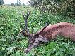 Byk my�kus
My�kus w wieku 6-7lat, strzelony z podchodu. Waga w skupie 166kg.
