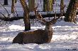 Puszcza�skie rogacze.
<a href="http://www.carskitrakt.com" target=_blank>www.carskitrakt.com</a> 