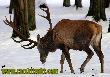 Giganty Puszczy Bia�owieskiej.
<a href="http://www.carskitrakt.com" target=_blank>www.carskitrakt.com</a>