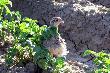 Kuropatwy
Ju� drugi raz wpu�cili�my kuropatwy do naszego �owiska aby wymiesza� krew i wzmocni� rodzime kuropatwy, teraz trzeba przypilnowa� lisy i jenoty od s�siad�w aby im si� nie poprzewraca�o w g�owach od naszych kuropatw hehehe .