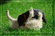 M�j piesek :)
