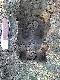 TROP DZIKA??
Trop dzika zauwa�ony w obwodzie nr 49 w kole S�ONKA w Katrynce