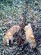 No i si� zacz�o
Pierwsze przymrozki, pierwsze polowanie z wabikiem w tym sezonie i s� dwa rude, po zmianie terenu pad� trzeci DB
