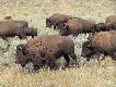 Zwierz�ta Yellowstone - wrzesie� 2010

