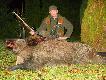 polowanie na dziki
dzis �w.Hubert darzy� 