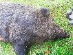 Polowania
Zdj�cia z polowa� ko�a �owieckiego "Darz B�r" Wroc�aw
