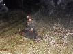 �YCIOWY!
Pierwszy, tegoroczny �nieg. 
Wracam z uczelni. Przez szyb� autobusu obserwuj� przebijaj�cy si� przez chmury ksi�yc i doskonale wiem jak nale�y zako�czy� ten dzie� sp�dzony w miejskiej puszczy. Jedyna my�l jaka mnie niepokoi - czy uda mi si� wyci�gn�� Tat� do lasu? Jestem w ko�cu od niego uzale�niona... 

21.00 - wchodz� do domu. W progu zostaj� przywitana s�owami: "w�a�nie na ciebie czeka�em! Przebieraj si�, szkoda czasu!". Wybornie... Czeka mnie relaks, chillout o jakim od kilku dni marz�! 

Jeste�my na miejscu. "Po�amania!!" i ruszamy, ka�dy w przeciwnym kierunku. Mam do ambony ok 800m. Nigdzie mi si� nie spieszy. Staram si� przemieszcza� jak najciszej. Co� sp�oszy�am... Przeszy� mnie pierwszy dreszczyk, no i fakt, ten element [ciszy] stanowczo wymaga dopracowania. 

Wszechobecna martwota... Do pokonania mam jeszcze jakie� 200m. Lornetka w d�o� i dok�adna penetracja okolicy. Gwa�townym ruchem zatrzymuj� wzrok na czarnej plamie przy ambonie. Przygl�dam si� d�ugo... Eh, to na pewno moja wyobra�nia... Ka�da czarna plama doskonale finguje dzika... Ju� mam rusza� dalej, ale... ten kamie� si� rusza! Niemo�liwe, �eby skontrastowanie chemicznej mieszanki wroc�awskiego powietrza z le�nym wywo�ywa�o u mnie takie halucynacje! Nie ma wyj�cia! Trzeba podej�� bli�ej. Na ambon� i tak si� musz� dosta�, i tak! Skradam si� najciszej jak potrafi�, ale moje serce nie chce wsp�pracowa�! Rozszala�e wprawia w wibracje ka�d� najmniejsz� cz�stk� materii! 
Uff, 100m pokona�am poc�c si� tak, jakbym co najmniej wbiega�a na Kilimand�aro z 20 kg obci��nikami na nogach! Obserwuj� go teraz ju� przez lunet�. Jestem przepewna, �e to dzik! Ma�o tego - stoi na blat eksponuj�c okaza�y chyb! Brak podp�rki boli strasznie w takich momentach! Trzeba sobie radzi�. Mierz�... i dociera do mnie,�e pad�a bateria - nie mam "kropki". Troch�  intuicyjnie naprowadzam �rodek krzy�a na komor�. �nieg, na szcz�cie u�atwia spraw�. Oczywi�cie emocje jakie mi towarzysz� komplikuj� jeszcze bardziej sytuacje... Do tego momentu magnez zd��y�am sobie z organizmu wyp�uka� na ca�y przysz�y tydzie�! 

Pomimo mojej niezgrabno�ci i "�lamazarno�ci" dzik stoi dalej. Szok! Nareszcie decyduj� si� na strza�! A niech to! Przekl�te podniecenie! R�ce dr��!!! My�l� "Olka opanuj si� cho� na sekund�" i, jakby bezw�adnie, opuszek ze�lizguje si� po j�zyku spustowym. 

Cholera, s�ysz� doskonale - dzik ucieka! ��cz� si� z Tat� przez radio, mam i�� na zestrza� i poczeka� tam na niego. Ok! Emocje nie daj� mi spokoju! Spazmatycznie ponapinany ka�dy mi�sie� wyka�cza! 
Szukam farby. NIE MA!!! Zrozpaczona wchodz� na ambon�, by spokojnie przeanalizowa� w my�lach ca�� sytuacj�! Co zrobi�am nie tak??? Kln� pod nosem - zerwa�am! Na pewno zerwa�am! Z zadumy wyrywa mnie odg�os - jakby kas�aj�cego psa, kt�ry zakrztusi� si� wod� podczas k�pieli w stawie. 

Tato w ko�cu przyszed�. Wg niego dzik powinien le�e� - "Strza� trafny", jest pewien. Ca�kowicie odwrotnie ni� ja... Szukamy jeszcze raz. Ani �ladu! "Przyjad� tu jutro rano", zapewnia mnie. 

Jestem na polowaniu dewizowym. Opowiadam Kolegom moj� wczorajsz� przygod�! Ka�dy z nich jest tego samego zdania - spud�owa�a�! Nadziei dodaje mi ten tajemniczy kaszel! Jaki� chochlik podpowiada mi w duszy "zobaczymy ch�opcy co powiecie, jak Tato znajdzie mi tego dziczka"! 
Dzwoni telefon. TATO!!! Zniecierpliwionymi palcami nie mog� poradzi� sobie z wyci�gni�ciem telefonu z kieszeni! "Hallo??" i okrzyk rado�ci przeszywa knieje! (dobrze, �e by�o akurat po p�dzeniu).
Dzik pad� w miejscu, z kt�rego dobieg� mnie owy odg�os - dusza z cia�a ulecia�a... Faktycznie, strza� nie by� do ko�ca precyzyjny... Kula przeszy�a mostek i zatrzyma�a si� na �opatce. Przeszed� ok 70m nie zostawiaj�c ani kropli farby. 
Jak si� jeszcze okaza�o, odyniec ten z�apa� si�, prawdopodobnie w tym roku,  na link� tylnym biegiem. Urwa� j� rozcinaj�c przy okazji w�asne �ci�gna i wi�zad�a. Rapetka trzyma�a si� na jednym �ci�gnie i kawa�ku sk�ry. 

Czekam w�a�nie na bransoletk� z Jego fajek :)))
DARZ B�R!