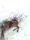 Co robi� psy w �owisku
To zdarzenie mia�o miejsce wczoraj. Jest to si�dmy przypadek w tym roku.