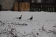ba�ant
Poranne Odwiedziny