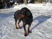 Fok. Go�czy Polski
