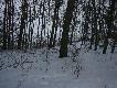 Dziki
Zdj�cia dzik�w napotkanych w ostatnich dniach tamtego roku.
Pozdrawiam. Darz B�r!