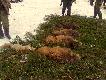 Zbior�wka R�bczyn- Ko�lanka 08.01.2011
