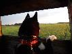 Karelski pies na nied�wiedzie
