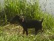 Moje jagi
B�d� tu stara� si� dodawa� kolejne fotki moich jagdterier�w