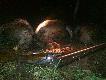 G�si
Wczoraj uda�o mi si� spe�ni� kolejne �owieckie marzenie. Mialem okazj� zapolowa� w s�siednim kole na g�si. Polowania na ptactwo s� dla mnie bardzo emocjonuj�ce i przyjemne. Ca�y listopad ubieg�ego roku przegania��m za g�siami, nawet mialem okazj� poci�gn�� za spust ale bez efekt�w. Gesi lataly bardzo wysoko i w du�ych kluczach.Jeden strzal powodowa�, �e wszystkie przenosi�y sie w inny rejon.  Wczoraj by�o inaczej, gesi lata�y w kluczach po kilka sztuk i generalnie do�� nisko. Oddanie strza�u do g�si z jednego klucza nie powodowa�o p�oszenia innych i juz po kilku minutach nadlatywa�y nast�pne. 
Polowali�my w 2 strzelby. Kolega �owczy ustawi� si� w odleg�o�ci ok 1 km odemnie. Towa�yszy� mi kolega Irek. Pierwsz� g� spu�ci�em strzelaj�c z przy�utu do skrajnej g�ski z tabunu 11 szt. Spadla jak kamie� kilka metr�w od nas. Po zaj�ciu stanowska przelatywa�o kilka tabun�w jednak za wysoko lub za daleko. Kilkadziesi�t szt siadlo na  ka�urzy na polu ok 60 m od nas. Kiedy dobiegl nas dzwi�k odleg�ego strza�u �owczego ca�y tabun poderwa� si� z ka�urzy i ruszy� prosto na nas. Przepu�ci��m g�si �eby sprzela� z pi�rem i wypali�em najpierw niecelnie z prawki po czym poprawi�em z lewki i str�ci��m skrajn� g�sk�. Ci�gle nadlatywa�y inne g�i ale poza zasiegiem strzalu. Kiedy wracali�my z powrotem do auta nadlecia�y 2 sztuki bardzo nisko ale je przegapi�em. Po kilku minutach kolejne tabun przelecial nam nad g�ow� i celnym strzalem str�ci��m najwi�ksz� g�. Po sko�czonym polowaniu na g�si, korzystaj�c z pe�ni ksi�yca wybrali�my si� na dziki. uda�o si� nam podej�� 2 watahy ale niestety nie by�o sposobno�ci do odddania strza�u. Dziczka strzeli� kol. Mariusz, kt�ry dojecha� do nas po g�skach. 
