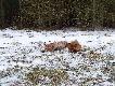 liski
kolejny dublet w tym sezonie,tym razem rudzielc�w 