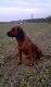 Bruno 
B�d� tu zamieszcza� zdj�cia mojego pieska Bruna . Jest to pies z hodowli z G�ucho�az potomek Wotana vom Wiesacker i Bi�ki z G�ry Chrobrego jest to miot z 07.09.2009 . Z hodowli Bruno nazywa sie Czort z Gory chrobrego . Jezeli ktos posiada braciszka lub siostre bruna z tego samego miotu prosze pisac .