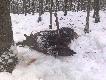 Niezapomniane �owy
23.01.2011r. drugi dzie�  zas�u�onego zaleg�ego urlopu. Jak mo�na go inaczej wykorzysta� jak nie na pobyt w kniei. Celem mojej wyprawy �owieckiej by�o spotkanie byka daniela. Po kr�tkim podchodzie z lewej strony zauwa�am trzy byki. W �rodku jest selekt, kt�rego dotychczas nie widzia�em w �owisku. Byki ca�y czas s� w ruchu, zakrzaczenie uniemo�liwia oddanie strza�u. Prowadz�cy ,,tr�jce" wybiera starodrzew. Opieram kniej�wk� o konar drzewa. Krzy� na �opatce......HUK. Byk zaznacza przyj�cie kuli na komor� i odchodzi. Po tropach  dochodz� do byka. W my�lach dzi�kuje �w. Hubertowi. Ostatni k�s, gratulacje od taty, kt�ry by� ze mn�. Z uwagi na wczesn� por� podejmujemy decyzj� o dalszych �owach. Podzia� �owiska i ruszamy. Id�c �cie�k� na chwil� przystan��em. Nagle z mojej lewej strony ukazuj� si� trzy sylwetki jeleni. Pierwszy to sz�stak i dwa szpicaki. Sz�stak zatrzymuj� si� na bagnie. Krzy� naprowadzam  na �opatk�. Strza�, byk zaznacza i powala si� w zasi�gu wzroku. Podchodz� do tego ,,Kr�lewskiego Zwierza" i zastanawiam si� czym zas�u�y�em si� dla �w. Huberta za takie dary. To polowanie  pozostanie d�ugo w mojej pami�ci. Darz B�r Braci �owieckiej ! Rafa�