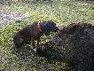 Bora na �owach i innych wyst�pach.
kilka fotek z polowa�, warsztat�w i wystaw z lat 2008-2009.