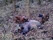 zbior�wkowy sezon 2010
Kilka zdj�� z tegorocznego sezonu - pierwszego sezonu Grota.
Cz�� zdj�� z kom�rki (przy szukaniu wszystko zb�dne ci��y i przeszkadza:-))  ). 
Podnie�li�my 27 postrza�k�w, w tym 7 dostrzelonych po stanowieniu przez psy.
Oba psy wykaza�y zdolno�� do samodzielnego stanowienia, jednak najbardziej mnie cieszy,  umiej�tno�� wsp�pracy mi�dzy nimi i g�oszenie martwej sztuki przez Grota.