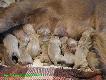 02.02.2011
A Navy Officer of the Windy Spot & CYNA Mysia Zag�ada FCI 
6 suk / 5 ps�w
